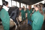 Eerstejaarsstudenten Van Hall Larenstein leren waar ze op moeten letten bij koeien