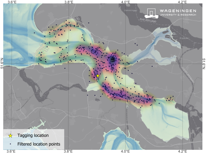 Figuur 1. Kaart met locaties (punten) en hotspots (paars/roze vlekken) van de gezenderde mannelijke bruinvis in de Oosterschelde, mei-augustus 2024. De ster geeft de plaats aan waar het dier in mei 2024 is gezenderd. Let op: de locaties hebben een foutmarge waardoor sommige punten op land kunnen verschijnen. Ook de punten buiten de kering zijn mogelijk het gevolg van deze foutmarge. Figuur 1. Kaart met locaties (punten) en hotspots (paars/roze vlekken) van de gezenderde mannelijke bruinvis in de Oosterschelde, mei-augustus 2024. De ster geeft de plaats aan waar het dier in mei 2024 is gezenderd. Let op: de locaties hebben een foutmarge waardoor sommige punten op land kunnen verschijnen. Ook de punten buiten de kering zijn mogelijk het gevolg van deze foutmarge.