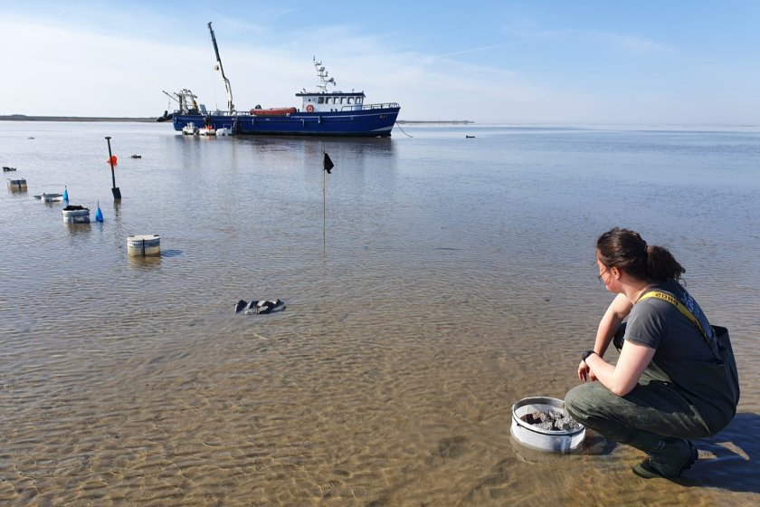 Waddenmozaïekonderzoekster Sterre Witte bij het kooienexperiment, waarbij de invloed van predatoren zoals krabben en zeesterren op de vestigingskansen van mossels op hard substraat werd onderzocht.