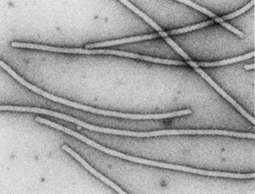 virus virus