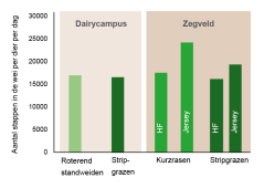 Figuur 1: Betreding in de beweidingsproeven van Amazing Grazing op Dairy Campus (bijna 8 uur dagweiden) en Zegveld (ruim 12 uur nachtweiden); gemiddeld aantal stappen van alle vier de poten, in de wei per dag bij stripgrazen, roterend standweiden en kurzrasen van HF en Jersey koeien (2015 en 2017).