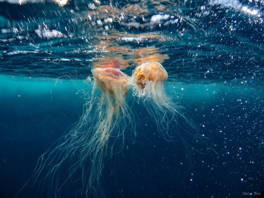 Yellow hair jellyfish on the Dogger Bank, one of the Natura2000 areas. Photo: Oscar Bos. Yellow hair jellyfish on the Dogger Bank, one of the Natura2000 areas. Photo: Oscar Bos.