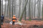 Felling of beech tree Felling of beech tree