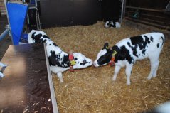 InnoCalfconcept Van onze melkkoeien wordt verwacht dat ze als topatleten presteren. Daarvoor is een optimale voorbereiding van de koe van cruciaal belang. Een goede kalveropfok is in dit verband één van de basisvoorwaarden en een belangrijke investering.