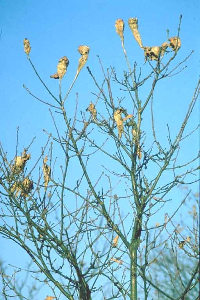 De Bastaardsatijnvlinder Euproctis chryssorhoea heeft ook irriterende haren en leeft op eik, duindoorn en meidoorn. Deze soort vormt winternesten waarin de jonge rupsen overwinteren. Deze nesten worden niet op de stam maar in de kroon gevormd (foto's Wageningen Environmental Research) De Bastaardsatijnvlinder Euproctis chryssorhoea heeft ook irriterende haren en leeft op eik, duindoorn en meidoorn. Deze soort vormt winternesten waarin de jonge rupsen overwinteren. Deze nesten worden niet op de stam maar in de kroon gevormd (foto's Wageningen Environmental Research)