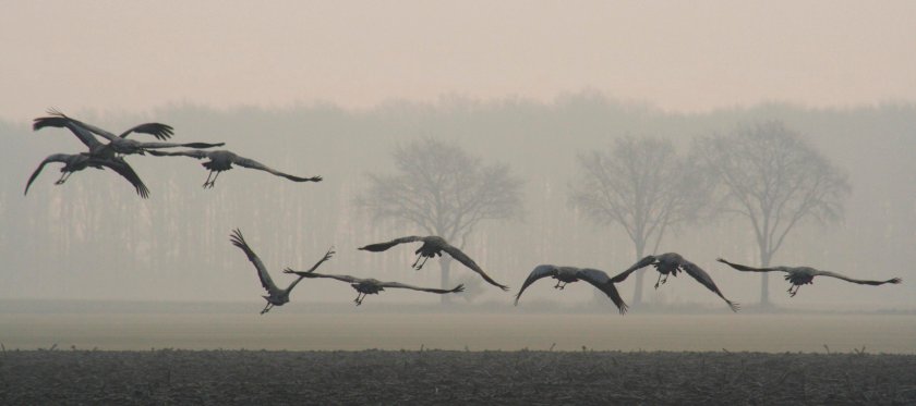 Kraanvogels Kraanvogels