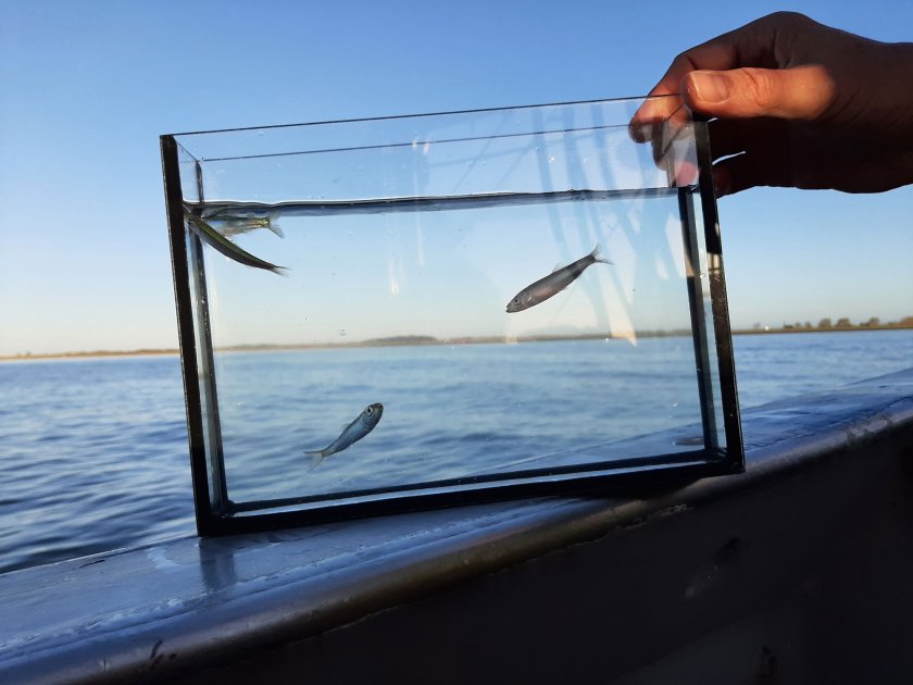 Jonge sprot en jonge haring in de Waddenzee, credits: Margot Maathuis