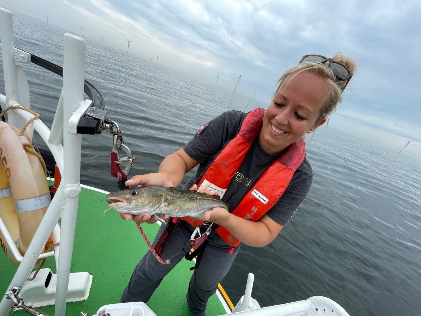 Sophie Neitzel (WMR) catches cod in the Borssele wind farm which are then given a transmitter to learn more about their behaviour.  Sophie Neitzel (WMR) catches cod in the Borssele wind farm which are then given a transmitter to learn more about their behaviour.