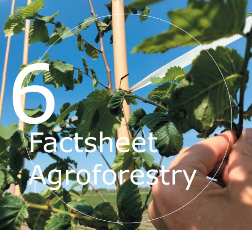 Agroforestry en mycorrhizele schimmels, hoe werkt het en wat zijn de voordelen? Agroforestry en mycorrhizele schimmels, hoe werkt het en wat zijn de voordelen?