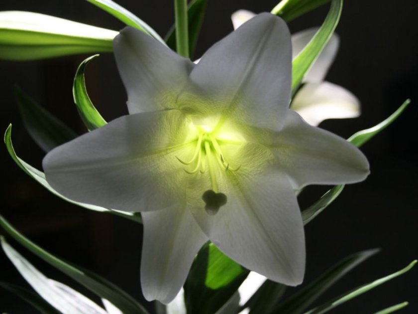 lily