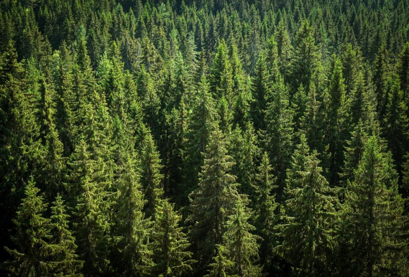 The Norway spruce provides us with wood for construction, but the trees are vulnerable to the bark beetle, which damages their wood and health. The Norway spruce provides us with wood for construction, but the trees are vulnerable to the bark beetle, which damages their wood and health.