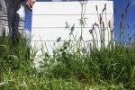 Inzichtelijk maken van botanische samenstelling kruidenrijk grasland op proefveld .