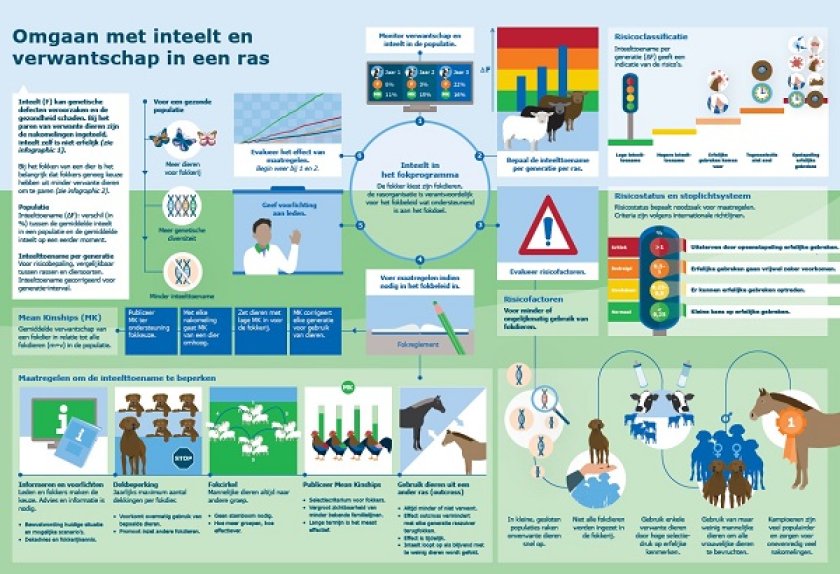 Infographic 3: Omgang met inteelt en verwantschap in een ras