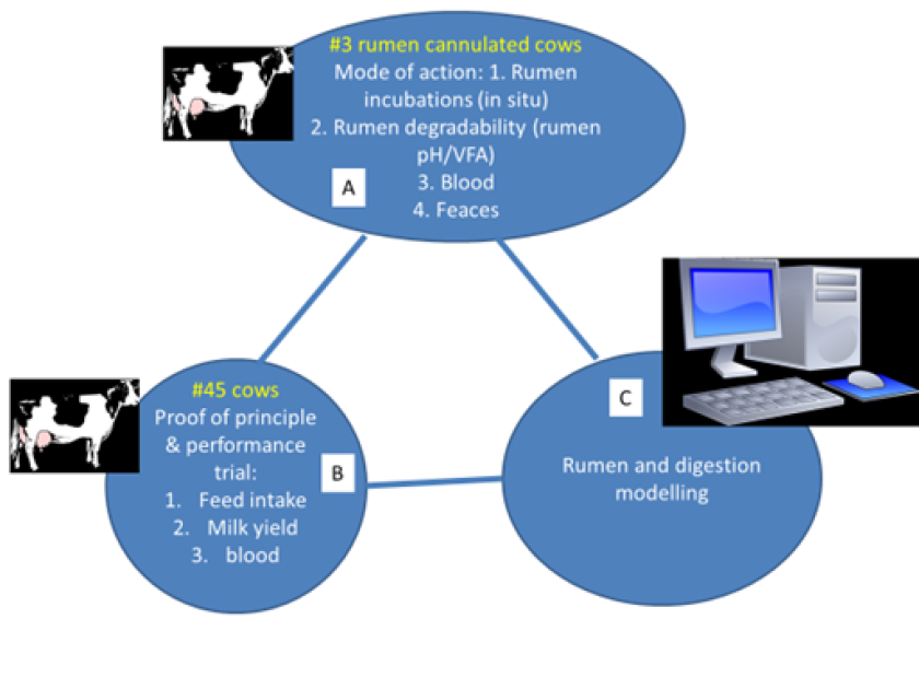 Figure 1: Schematic design: feeding trial (B), fermentation trial (A) and model predictions (C)