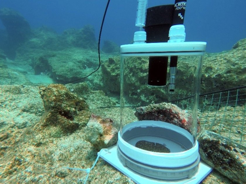 sponge.jpg sponge.jpg