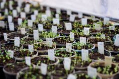 Met veredeling kan de opbrengst van peulvruchten omhoog. Foto: Shutterstock