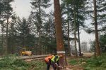 Sawing of sample tree in Douglas forest Sawing of sample tree in Douglas forest