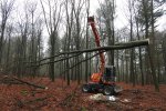 Weighing of the top part of the beech tree Weighing of the top part of the beech tree
