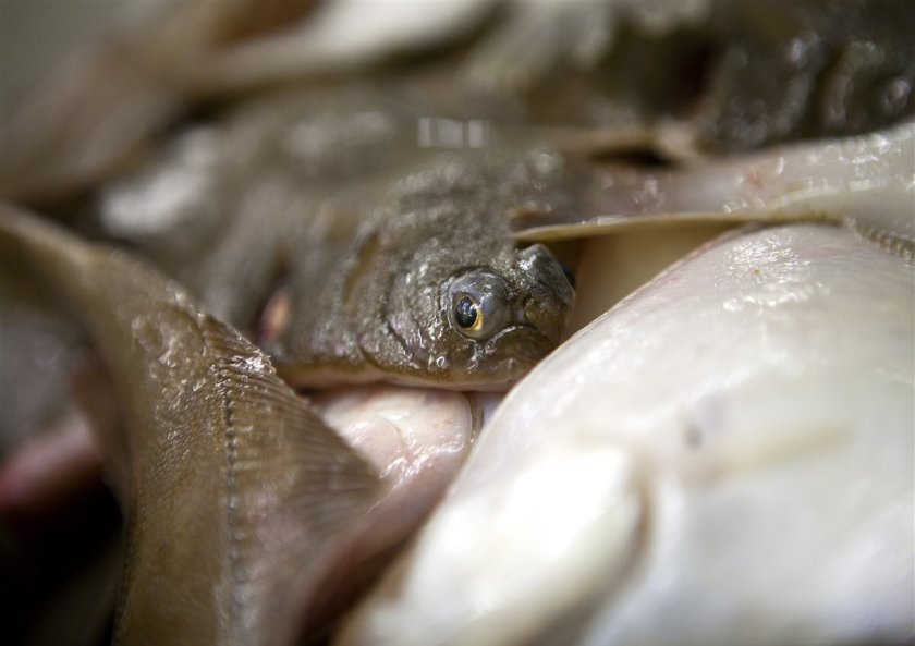 Flatfish such as sole and plaice, caught by Dutch fishermen, goes mainly to Italy, Belgium, Germany and France. Photo: Provincie Zeeland. Flatfish such as sole and plaice, caught by Dutch fishermen, goes mainly to Italy, Belgium, Germany and France. Photo: Provincie Zeeland.