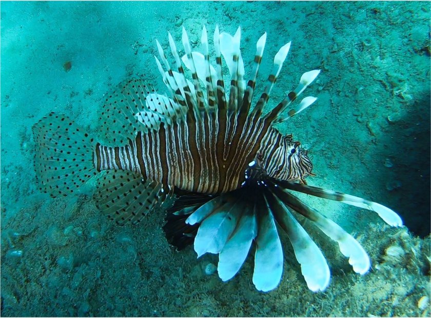 Source: Davide Bottacini Source: Davide Bottacini