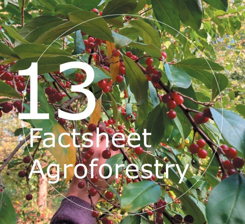 Factsheet Agroforestry 13 Factsheet Agroforestry 13