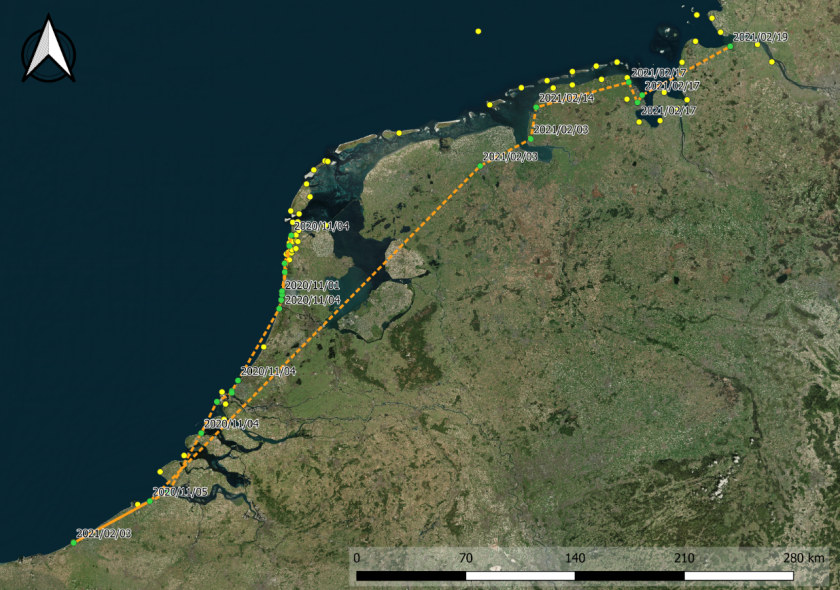 Vliegroute van een veldleeuwerik die in de nacht van 4 november 2020 in iets meer dan zes uur vanuit de kop van Noord-Holland naar Zuid-België vloog. In de nacht van 2 februari 2021 begon de terugreis via Groningen naar Emden in Noordwest-Duitsland. Twee weken later werd de tocht in kleine stapjes voortgezet richting het noordoosten.  Vliegroute van een veldleeuwerik die in de nacht van 4 november 2020 in iets meer dan zes uur vanuit de kop van Noord-Holland naar Zuid-België vloog. In de nacht van 2 februari 2021 begon de terugreis via Groningen naar Emden in Noordwest-Duitsland. Twee weken later werd de tocht in kleine stapjes voortgezet richting het noordoosten.