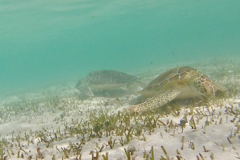 Grazende zeeschildpadden. Foto: Fee Smulders  Grazende zeeschildpadden. Foto: Fee Smulders
