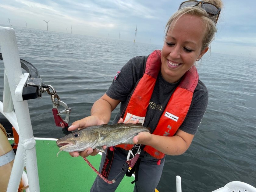 In Borssele wind farm, the swimming behavior of cod is studied via transmitters and receivers. Photo: Sophie Neitzel. In Borssele wind farm, the swimming behavior of cod is studied via transmitters and receivers. Photo: Sophie Neitzel.