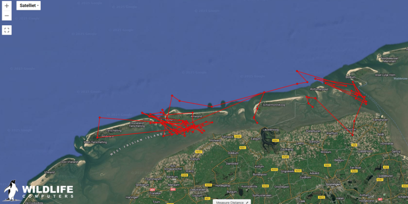 Figure 1. First location data of a harbour porpoise tagged in the Wadden Sea in September. Note: the locations have a margin of error, which may cause some points to appear on land. Figure 1. First location data of a harbour porpoise tagged in the Wadden Sea in September. Note: the locations have a margin of error, which may cause some points to appear on land.