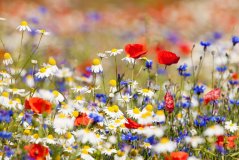 Biodiversiteit