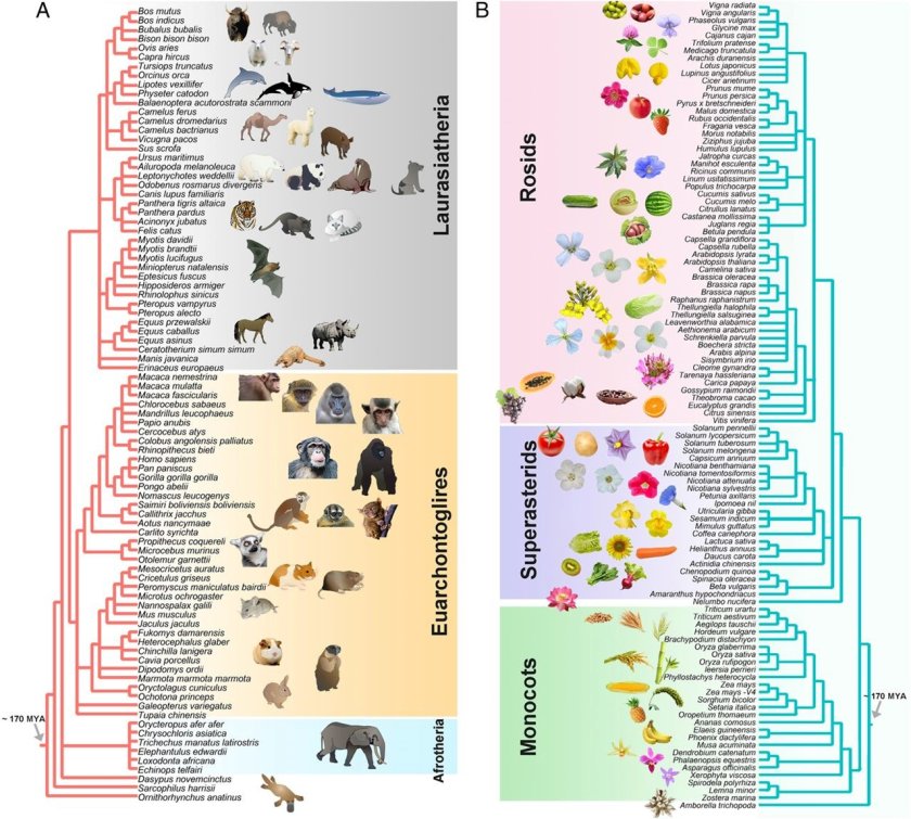 A lost of mammal (A) and plant genomes (B) A lost of mammal (A) and plant genomes (B)