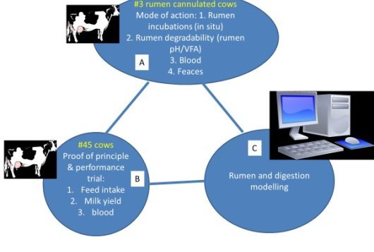 A nature-based solution for improving protein nutrition in cattle.jpg