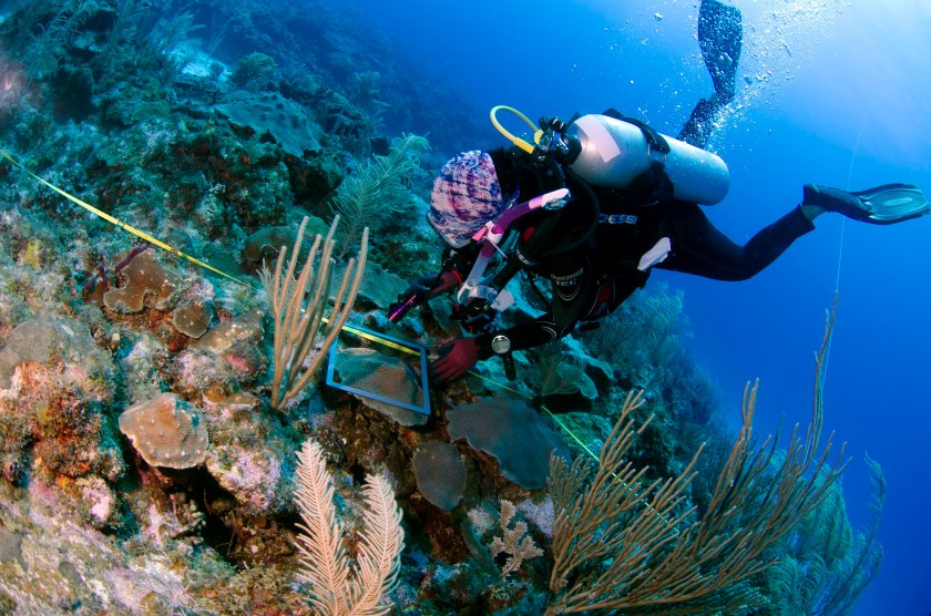 Wageningen Marine Research doet onderzoek bij de Sababank. Wageningen Marine Research doet onderzoek bij de Sababank.