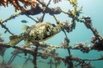 7. Construction of an artificial coral reef in Kenya - photo Ewout Knoester 7. Construction of an artificial coral reef in Kenya - photo Ewout Knoester