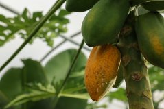 Papaya’s in een kas Papaya’s in een kas