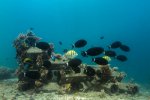 9. Construction of an artificial coral reef in Kenya - photo Ewout Knoester 9. Construction of an artificial coral reef in Kenya - photo Ewout Knoester