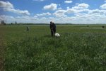 Student vangt met slagnet insecten in kruidenrijk grasland.