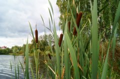Lisdodde thrives in wet conditions and contributes to biodiversity. Photo: Shutterstock