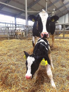 Louise1946 with newborn calf Ymkje Louise. The calf is named after the Dairy Campus biotechnician, Ymkje, who was on duty during the night of the delivery.