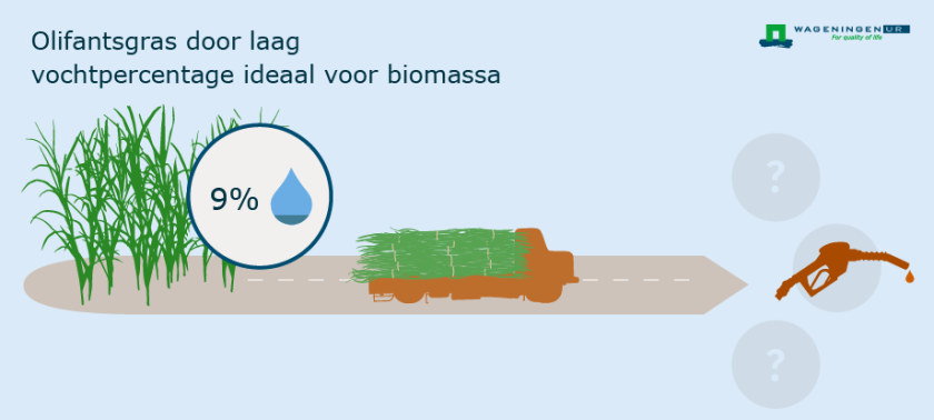 Olifantsgras Olifantsgras