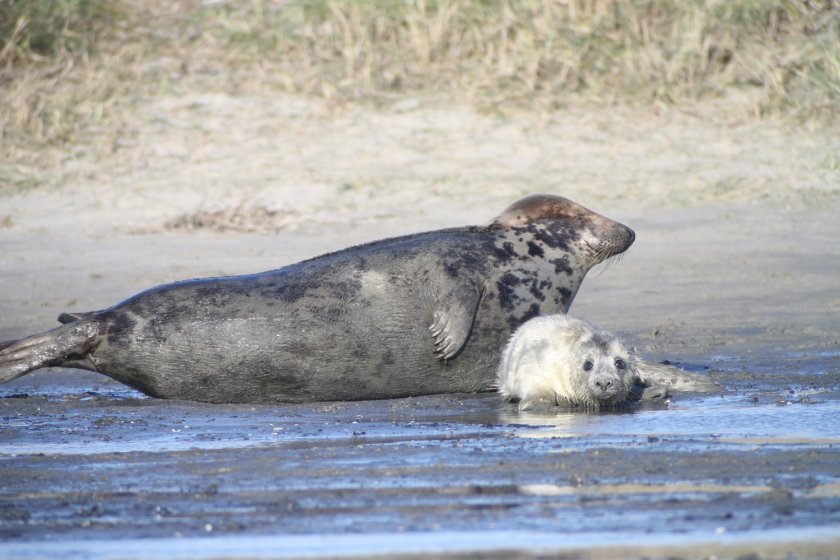 Een moeder grijze zeehond met haar jonge pup. Credits: Wageningen Marine Research