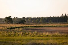 Drooggevallen ven. Veel natuurgebieden in Nederland kampen met problemen zoals een tekort aan water of een teveel aan stikstof.  Drooggevallen ven. Veel natuurgebieden in Nederland kampen met problemen zoals een tekort aan water of een teveel aan stikstof.