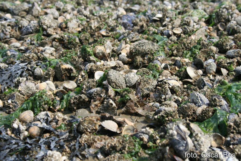 Gemengde mossel- en oesterbank in de Waddenzee, credits Oscar Bos