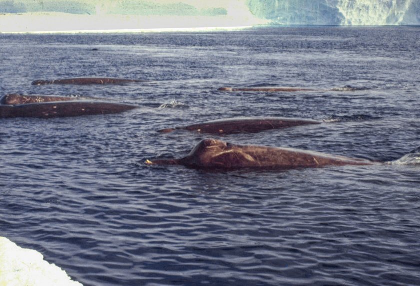 Een prachtige foto van zuidelijke zwarte dolfijnen nabij het landvast ijs in de Drescher Inlet, Antarctica, gemaakt in 1990 © Joachim Plötz Een prachtige foto van zuidelijke zwarte dolfijnen nabij het landvast ijs in de Drescher Inlet, Antarctica, gemaakt in 1990 © Joachim Plötz