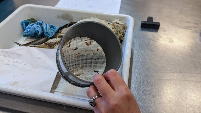 To ensure even the smallest plastic fragments are retrieved, the fulmar stomachs are rinsed over a filter. (Photo: Harm ten Napel) To ensure even the smallest plastic fragments are retrieved, the fulmar stomachs are rinsed over a filter. (Photo: Harm ten Napel)