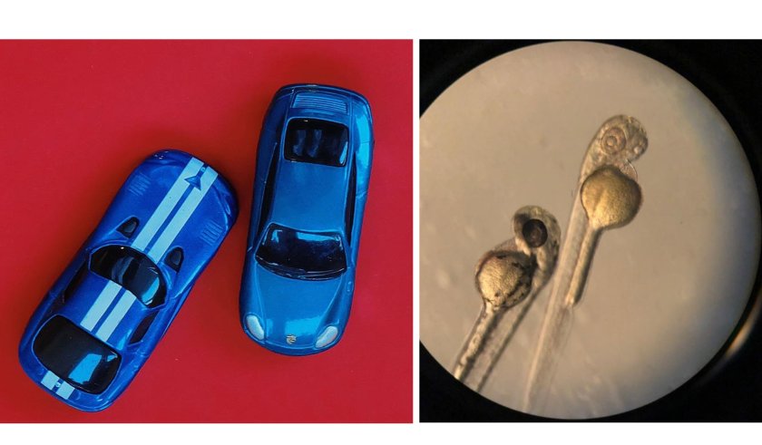 fig4.jpg fig4.jpg