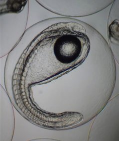 Ready to hatch, 55 hours after fertilisation