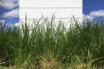Gewasstructuur van Engels raaigras op proefveld van Dairy Campus.