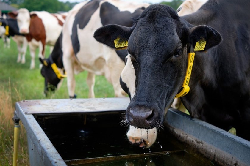 Klimaatbestendige melkveehouderij extra.jpg Klimaatbestendige melkveehouderij extra.jpg