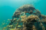 10. Construction of an artificial coral reef in Kenya - photo Ewout Knoester 10. Construction of an artificial coral reef in Kenya - photo Ewout Knoester